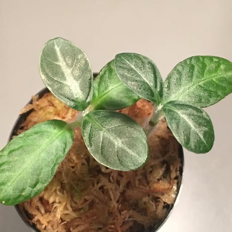 Cosmianthemum sp. from Sarawak