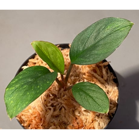 Homalomena sp. "Nanga pinoh" セミビロード Melawi Kal barat [TB]