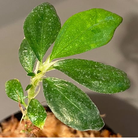 Elatostema sp. from Nopphitam [TK260915]