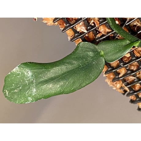 Epipremnum sp. from Irian Jaya Papua