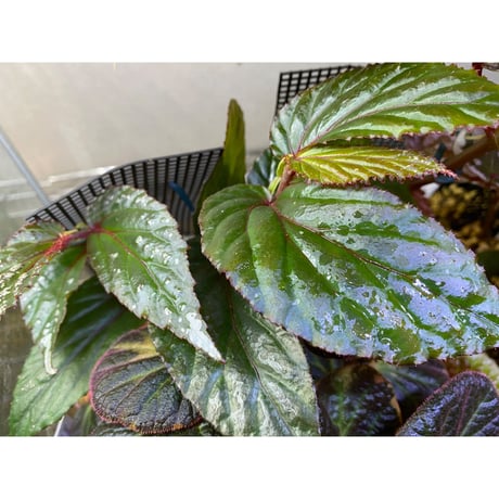 Begonia sp. "Matang-3" from Matang Sarawak [RIO]
