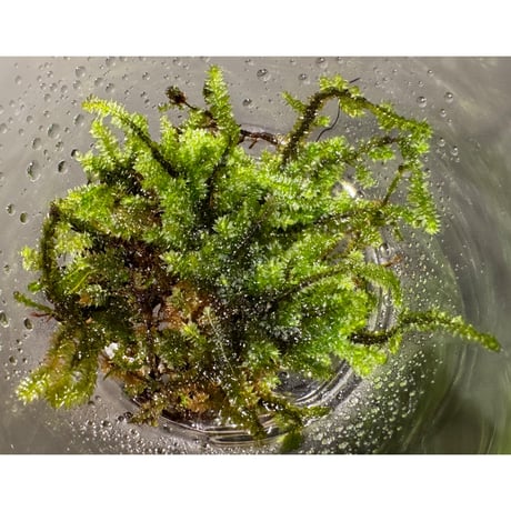Taxiphyllum sp. from Lake Matano Sulawesi ①