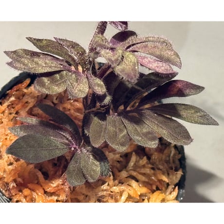 Solanum uleanum