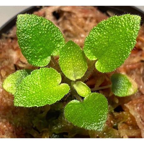 Gesneriaceae sp. from Kalimantan [NT ORCHID]