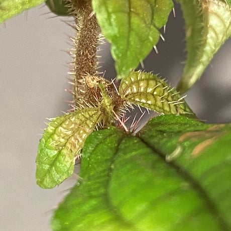 Melastoma sp. 2020 from Kayulapis Kalimantan barat (p128. WPR)