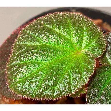 Begonia sp. from Manaus