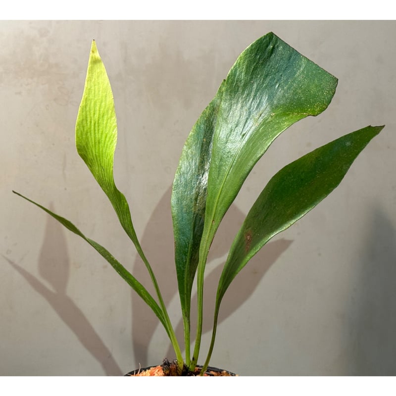 Antrophyum sp. 巨大なタキミシダ Antrophyum sp. from Aceh sumatera | M・R・G・R