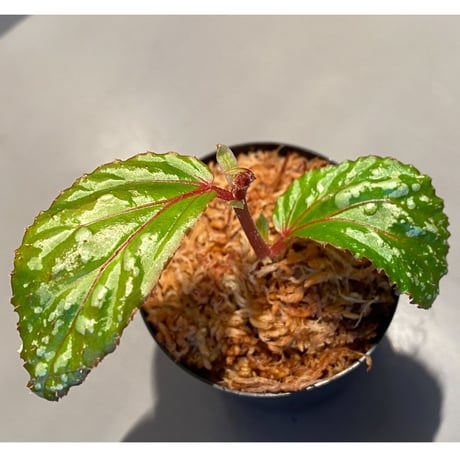 Begonia sp. "Matang-3" from Matang Sarawak [RIO]