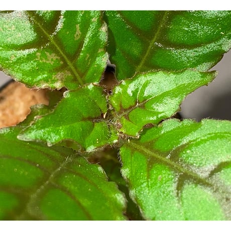 Nautilocalyx forgetii