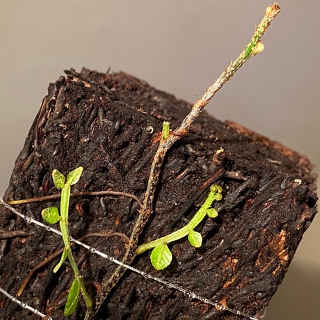 Teratophyllum ludens from Selangor Malaysia