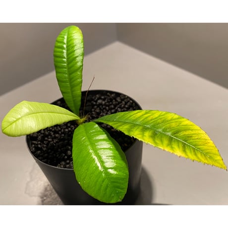 Sauvagesia sp. from Malay Peninsula