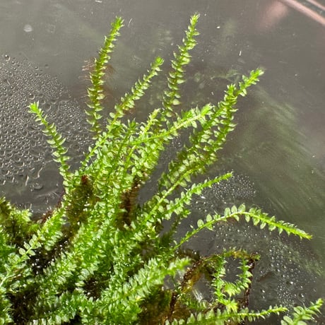 Taxiphyllum sp. from Lake Matano Sulawesi
