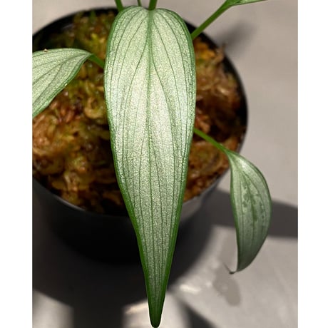 Homalomena sp. White leaf from "Pendang" Kal tengah [TB]