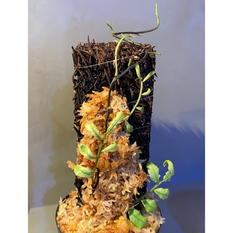 Teratophyllum ludens from Selangor Malaysia