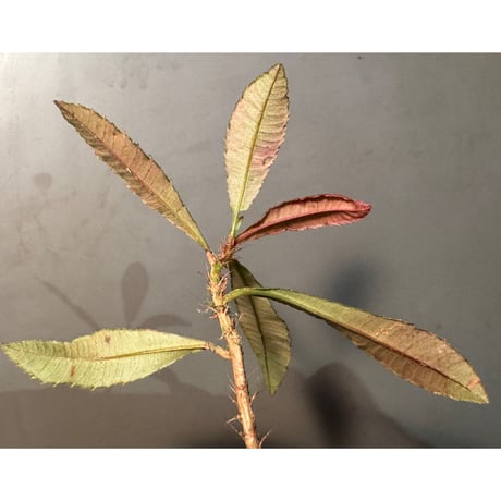 Neckia sp. from West Kalimantan (旧Sauvagesia)
