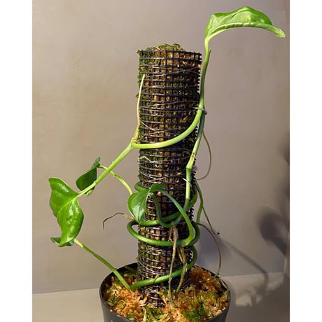 Philodendron sp. from Iquitos Peru [tanakay]