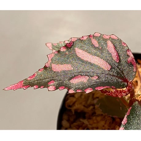 Begonia sp. ぼっち株 from Julau [R1214-01b]