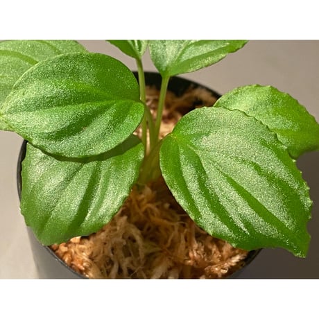Homalomena sp. "Minimum" from Padan Utara [AZ0512-04]
