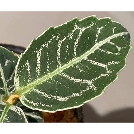 Ardisia sp. from Aceh Selatan [HW0816-03]