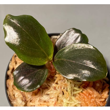 Rhodospatha sp. from Ecuador [tanakay]