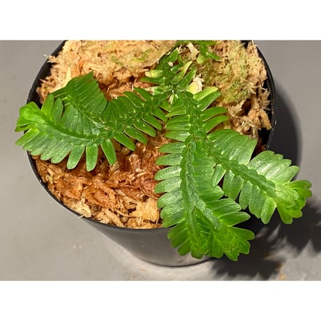 Selaginella sp. バリエガータ from "Nanga pinoh" [TB]