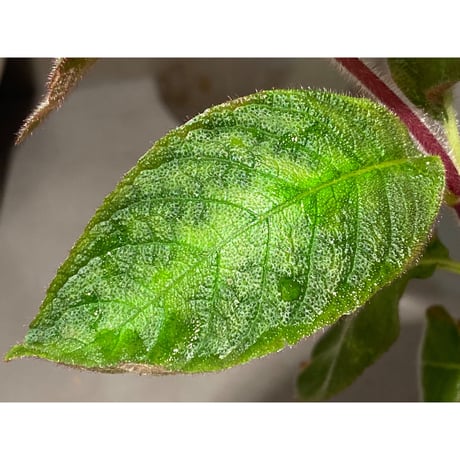 Cyrtandra sp. "Sabah-6" [R0515-03a]