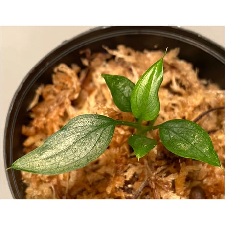 Homalomena sp. White leaf from "Pendang" Kal tengah [TB]