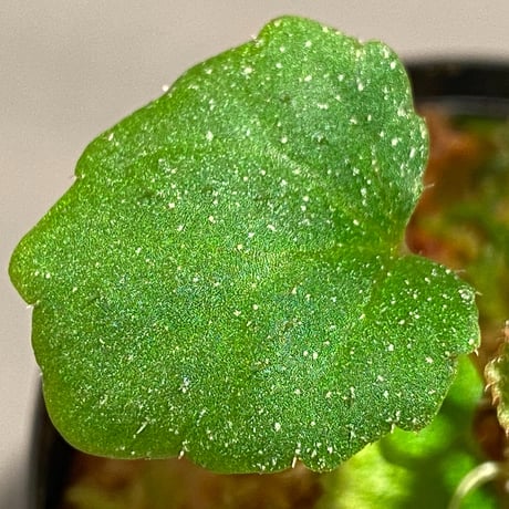 Begonia sp. from Ha Noi [TK140617]