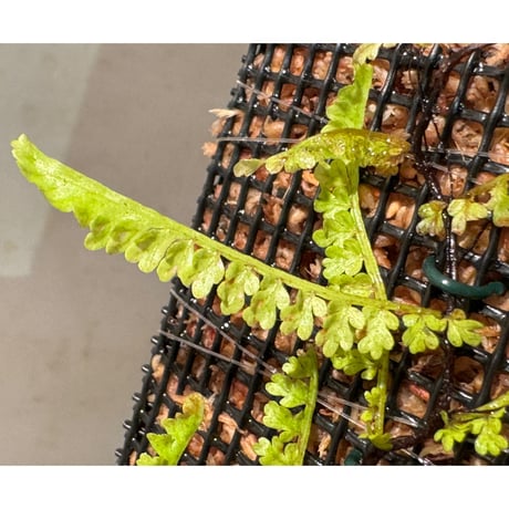 Teratophyllum aculeatum var. montanum マレー半島中央高原地帯標高1500m