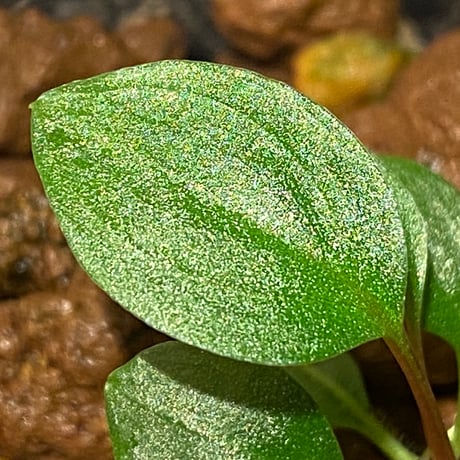 Homalomena sp. from Tambunan [TK200217]