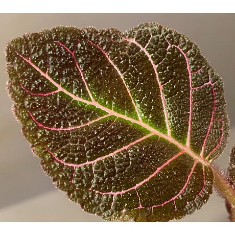 Pearcea hypocyrtiflora from Rio Napo Ecuador [tanakay] 赤葉脈