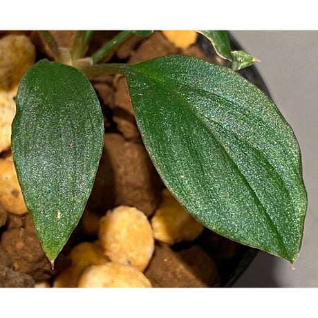 Homalomena sp. "Nanga pinoh" セミビロード Melawi Kal barat [TB]