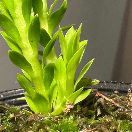 Phlegmariurus phlegmarioides Aimas, Sorong, West Papua 伊藤蟻植物農園