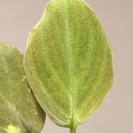 Homalomena sp. from Pulau Lingga (RED TAMAMUSI) [KN]