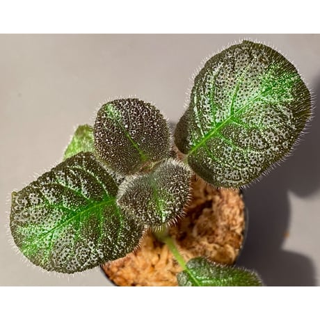 Gesneriaceae, Episcia lilacina from Colombia 2016 [tanakay]