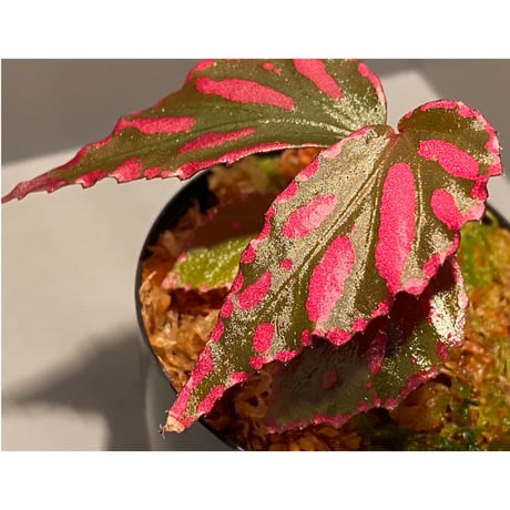 Begonia sp. ぼっち株 from Julau [R1214-01b]