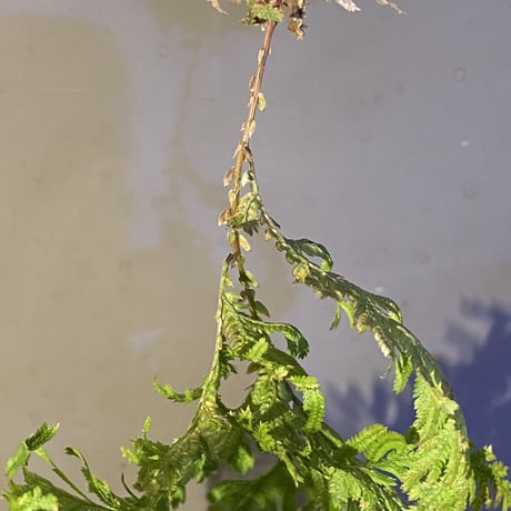 Selaginella sp. from Sangkhlaburi Kanchanaburi Thailand ③