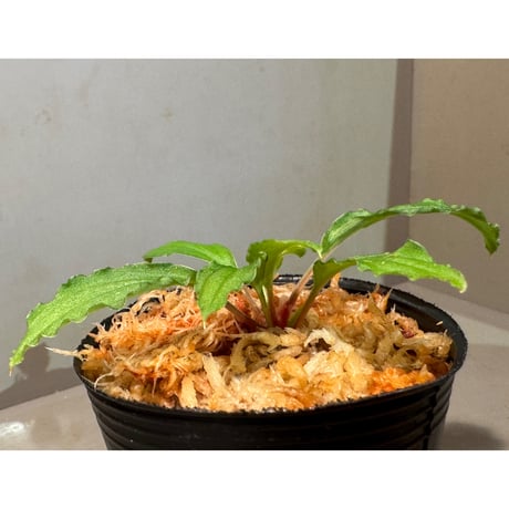 Homalomena sp. from Riau sumatera [LA0815-01]