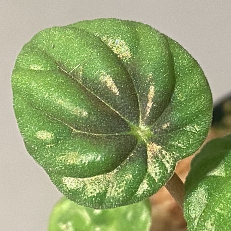 Peperomia meridiana from Ecuador [tanakay]