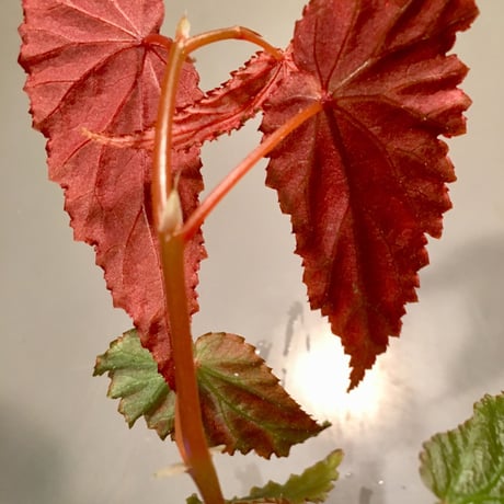 Begonia sp. from Malalak [TK110117]