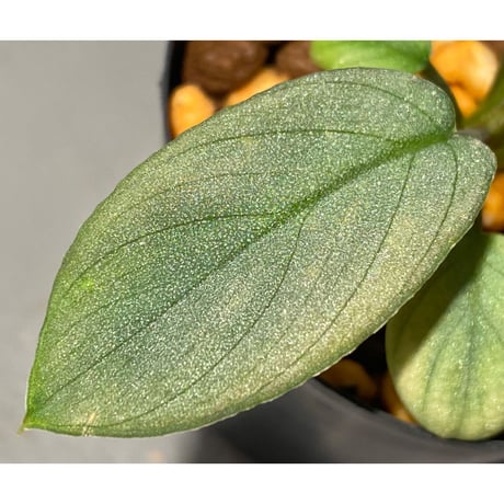 Homalomena hyb. Rec110-03 [K0320-f1] KZT