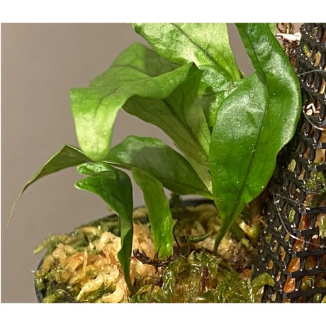 Microsorum sp. "Timika" Papua [TB]