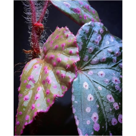 Begonia sp. "Muara Wahau" Kutai timur Kalimantan timur [TB]