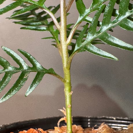 Labisia sp. from Central Papua