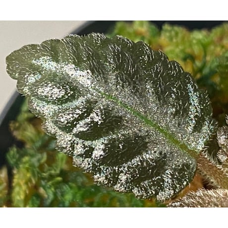 Nautilocalyx sp. 伊藤蟻植物農園