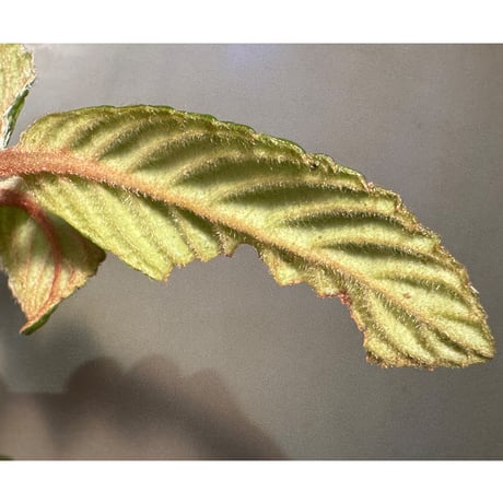 Acranthera sp. from Sekadau