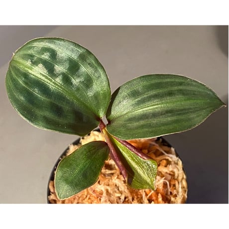 Geogenanthus undatus from Tarapoto Peru [tanakay]