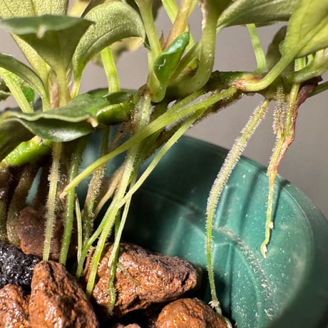 Bucephalandra sp. "Phantom" 問屋便