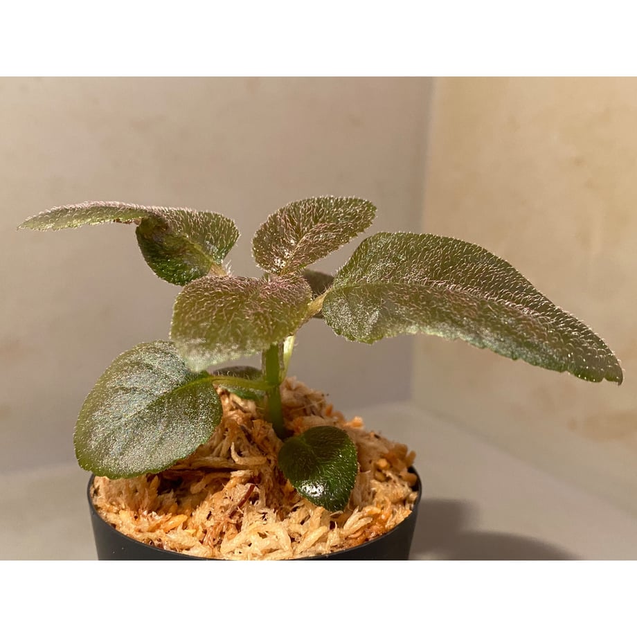 633d1144d7e1d806a9cf0763