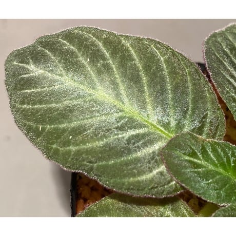 Codonoboea cf. pumilla from Riau sumatera [LA1119-02]